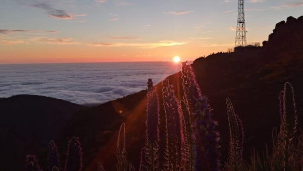 Sunrise + Santo Da Serra Sunday Market Visit - Frequently Asked Questions