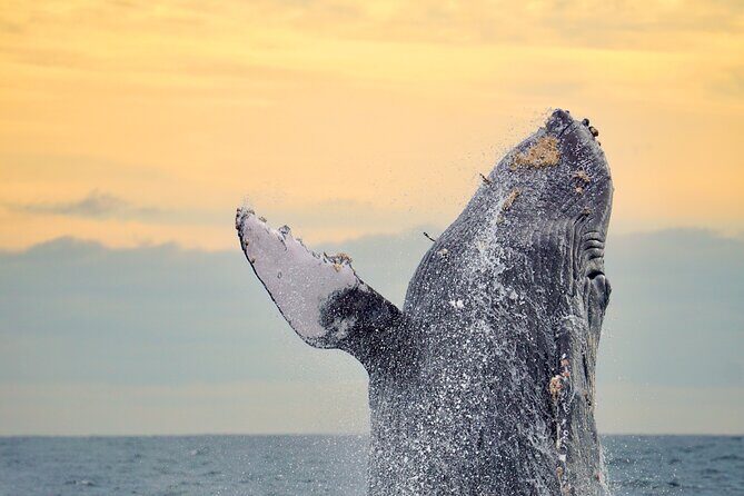 Sunrise Whale Watching boat tour with marine biologist - Good To Know