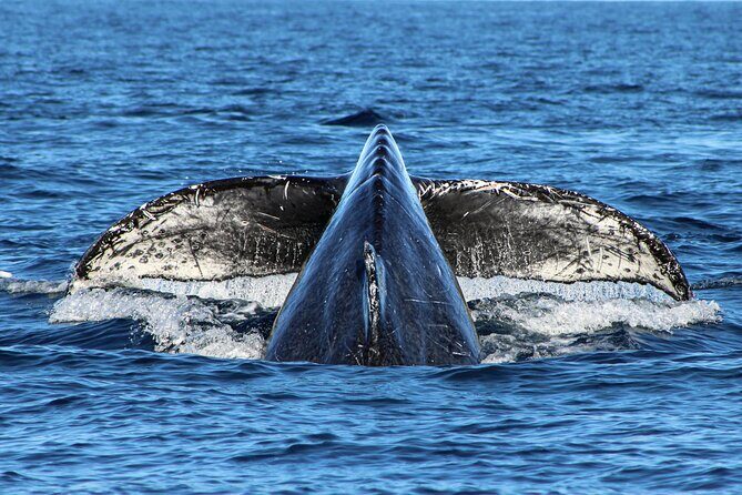 Sunrise Whale Watching boat tour with marine biologist - FAQ
