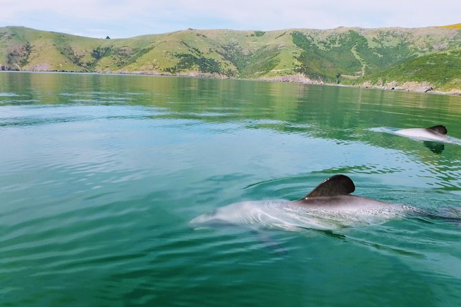Sunrise Wildlife Sea Kayaking in Akaroa Marine Reserve - What to Expect