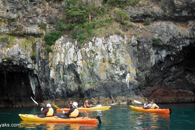Sunrise Wildlife Sea Kayaking in Akaroa Marine Reserve - Additional Information