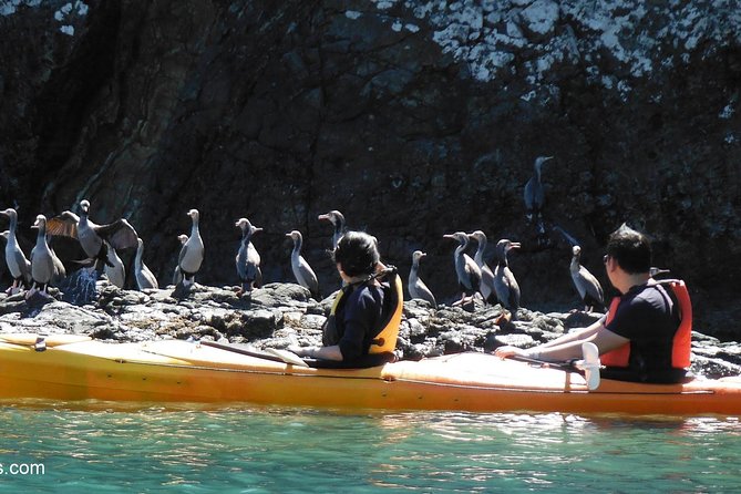 Sunrise Wildlife Sea Kayaking in Akaroa Marine Reserve - Cancellation Policy