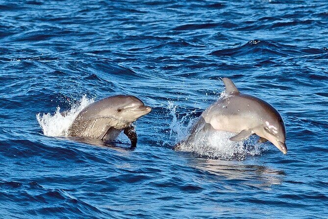 Sunrise with stars and Dolphin sighting in Puerto Escondido! - The Sum Up