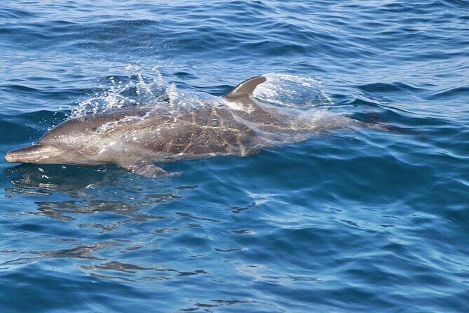 Sunrise with stars and Dolphin sighting in Puerto Escondido! - FAQ