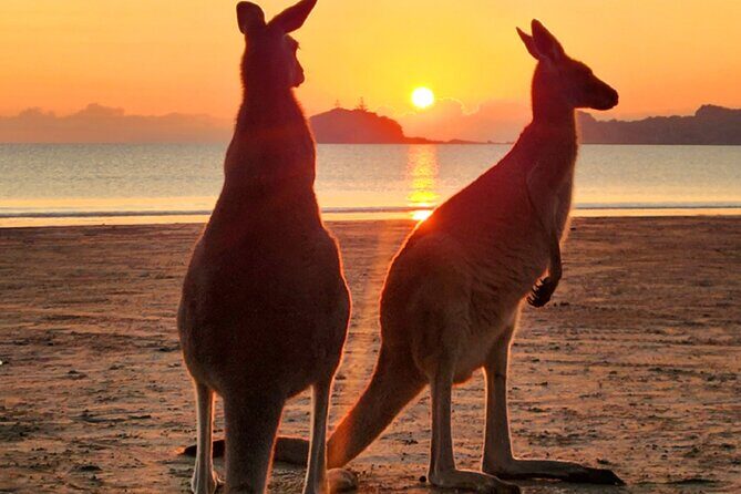 Sunrise with the kangaroos and wallabies - An In-Depth Review of the Sunrise Wildlife Experience