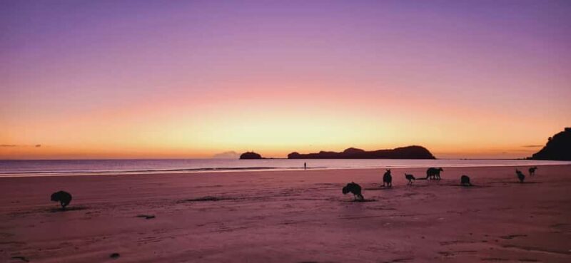 Sunrise with the Kangaroos & Wallabies - Airlie Beach - The Sum Up
