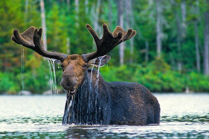 Sunset 4-Hour Grand Teton Wildlife Adventure - Traveler Photos Highlights