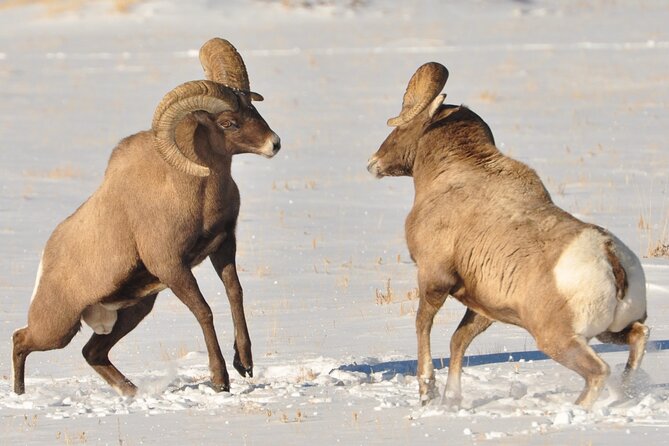 Sunset 4-Hour Grand Teton Wildlife Adventure - Sunset Tour Details