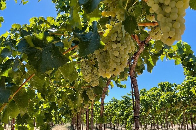 Sunset Among the Vineyards With Tasting in Alicante (6-12 People) - Wine Tasting Experience