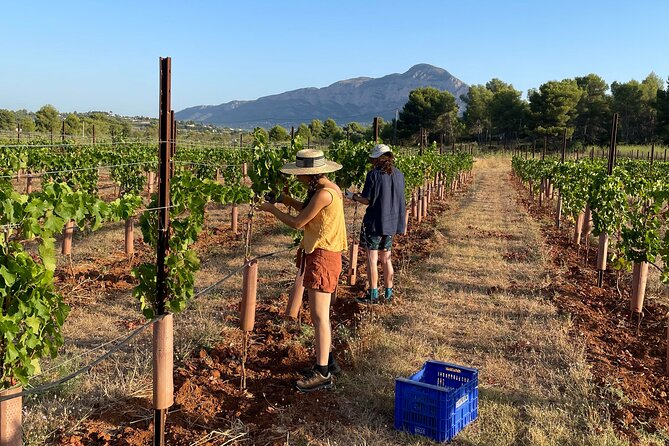 Sunset Among the Vineyards With Tasting in Alicante (6-12 People) - Booking and Cancellation Policies