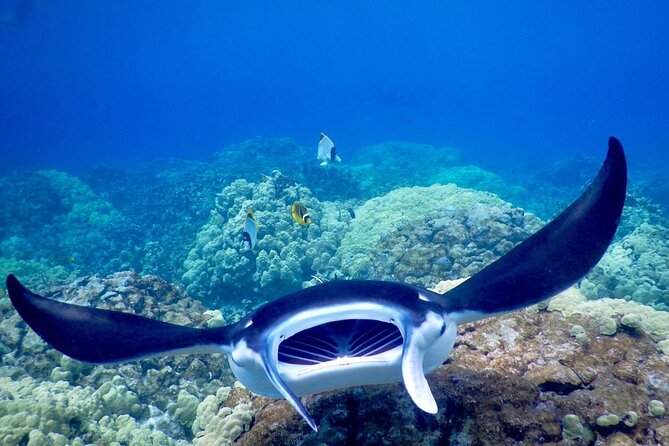 Sunset and Manta Ray Snorkel Adventure - Common Questions