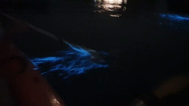 Sunset and Plankton Bioluminescent Night Kayaking - Additional Information