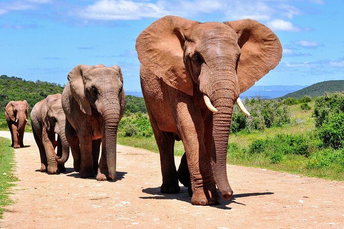 Sunset Big 5 Aquila Safari Snacks and Wine Tasting - Safari Overview