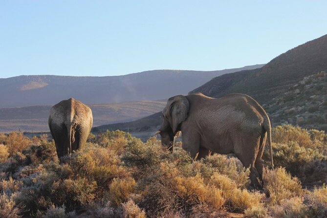 Sunset Big Five Safari Tour in Cape Town - Tour Details