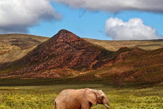 Sunset Big Five Safari Tour in Cape Town - Additional Information