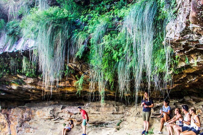 Sunset Blue Mountains Wilderness & Wildlife Tour From Sydney - Guided Bushwalk and Sights