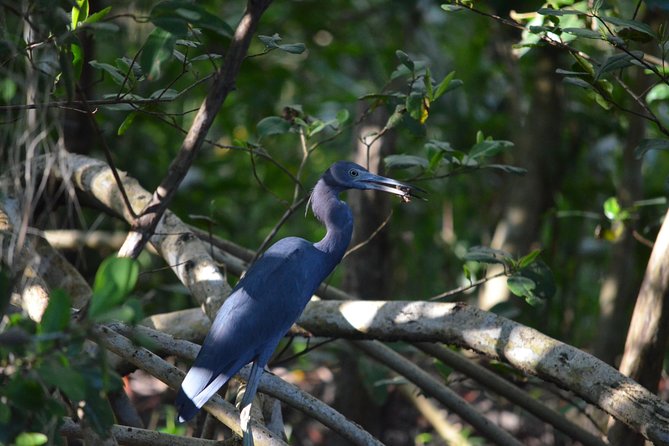 Sunset Boat Tour Into Caroni Wetlands - Additional Information