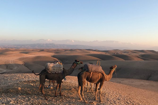 Sunset Camel Ride Agafay Desert Including Dinner and Transport - Experience Highlights