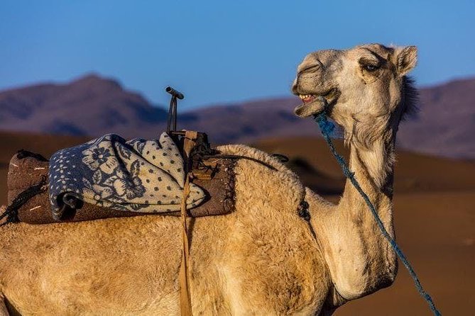Sunset Camel Ride In Agadir - Review of the Sunset Camel Ride