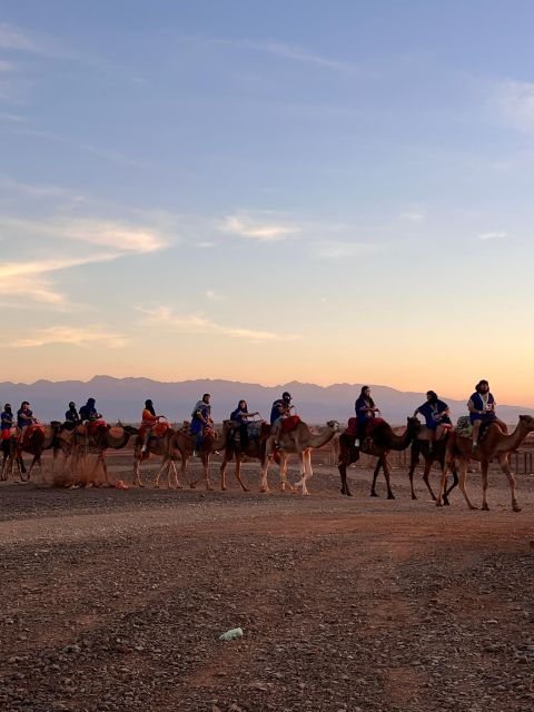 Sunset Camel Ride in Desert & Palm Grove With Tea & Transfer - Highlights