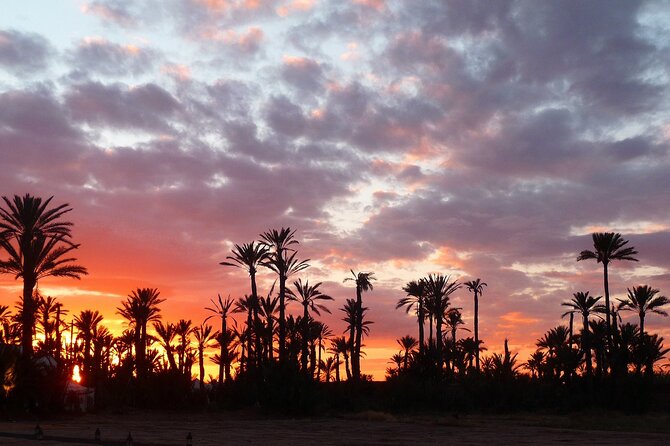 Sunset Camel Ride in Palm Groves With Tea Break - Highlights