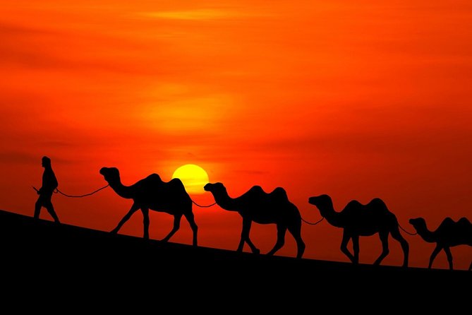 Sunset Camel Ride in Palm Groves With Tea Break - Additional Information