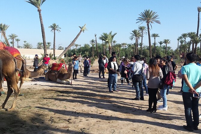 Sunset Camel Ride in the Palm Grove of Marrakech - Inclusions and Pickup Details