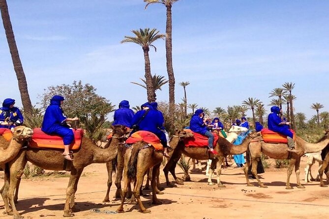 Sunset Camel Ride in the Palm Grove of Marrakech - Maximum Travelers and Price