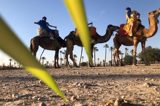 Sunset Camel Ride in the Palm Groves of Marrakech - Meeting and Pickup Details