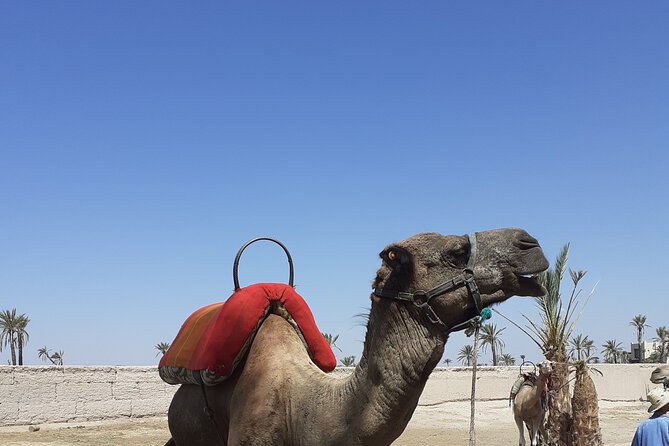 Sunset Camel Ride in the Palmeraie With Transfers - Overview and Experience