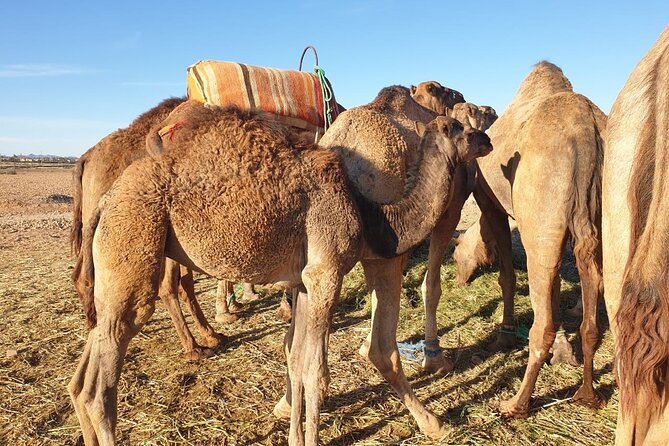 Sunset Camel Ride in the Palmeraie With Transfers - End Point and Pickup Details