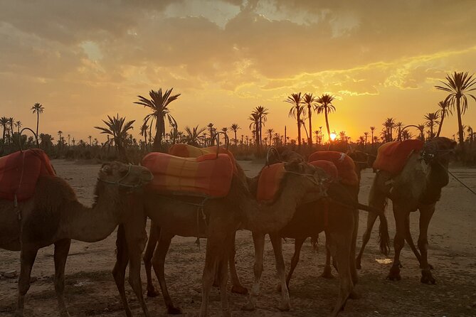 Sunset Camel Ride in the Palmeraie With Transfers - Common Questions