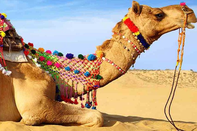Sunset Camel Ride Including BBQ Dinner From Ras Al Khaimah - The Sum Up