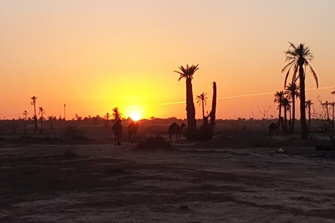 Sunset Camel Ride Marrakech Palmeraie - Reviews and Feedback