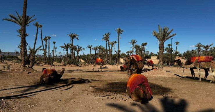 Sunset Camel Ride Trip at Palm Grove Marrakech With Dinner - Location and Cuisine Highlights