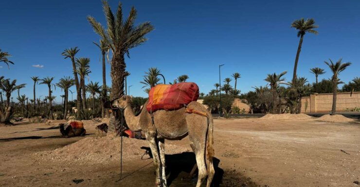 Sunset Camel Ride Trip at Palm Grove Marrakech With Dinner - Trip Duration and Flexibility