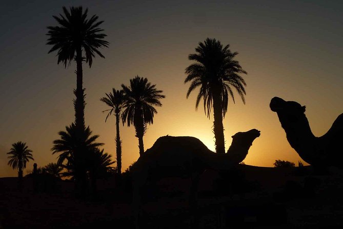 Sunset Camel Ride With Tea Break in the Palm Grove of Marrakech - Inclusions