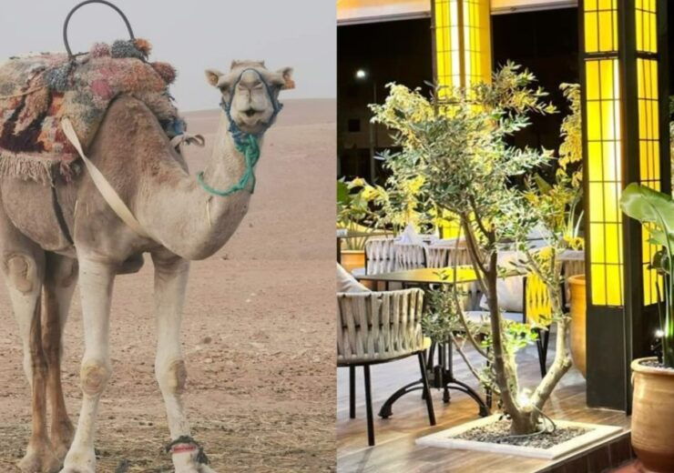 Sunset Camel Riding in Agafay Desert & Dinner in Chouf L'Or - Activity Details