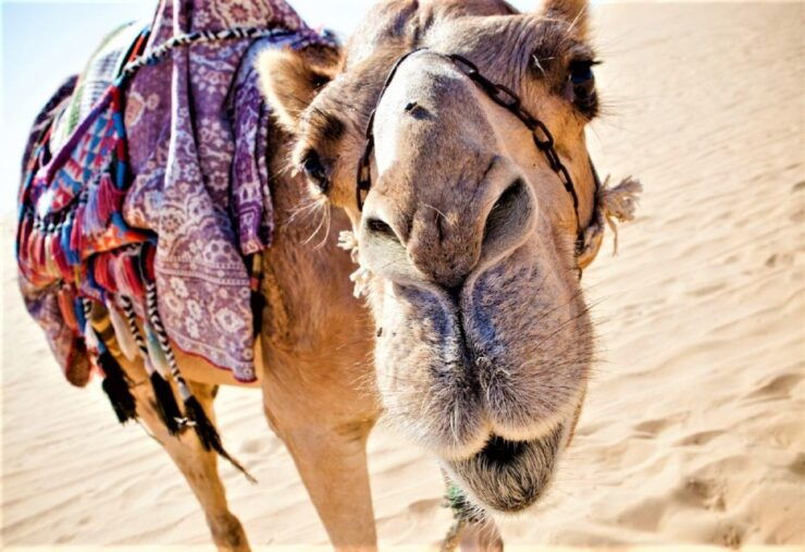 Sunset Camel Riding Including BBQ Dinner & Hotel Transfers - Experience Highlights