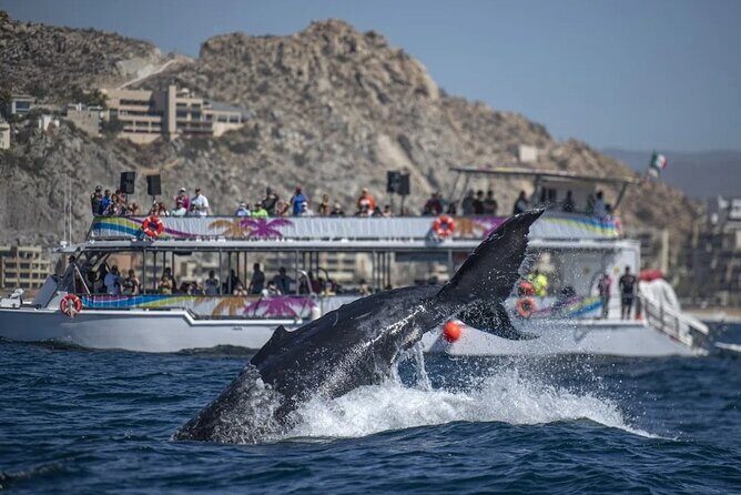 Sunset Cruise with Dinner and Open Bar - Who Is This Tour Best For?
