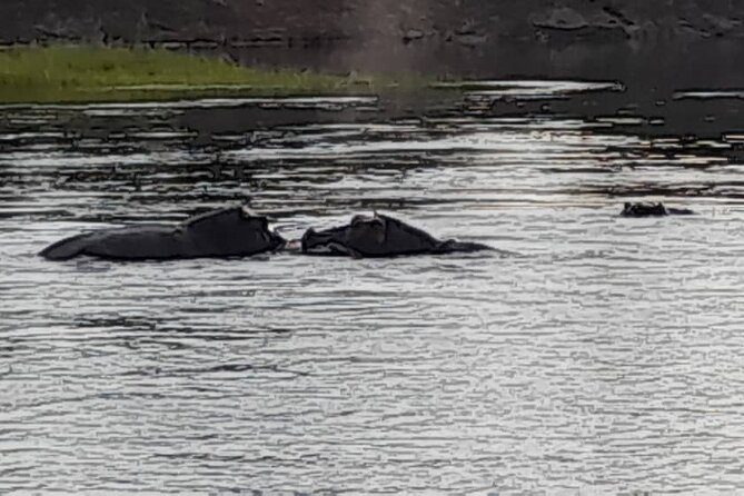 Sunset Cruises on the Zambezi River - Meeting and Pickup