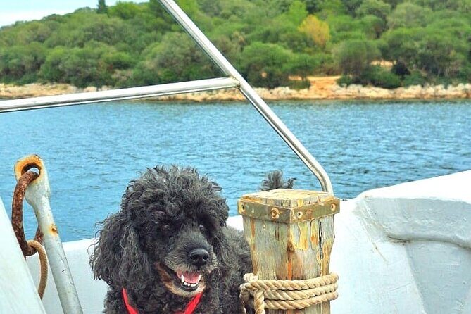 Sunset Dolphin Cruise in Brijuni National Park from Pula - Who Should Consider This Tour?