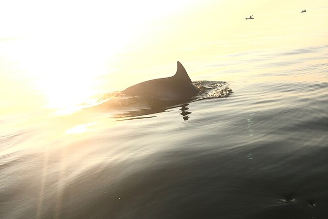 Sunset Dolphin Kayak Tours - Positive Customer Experiences