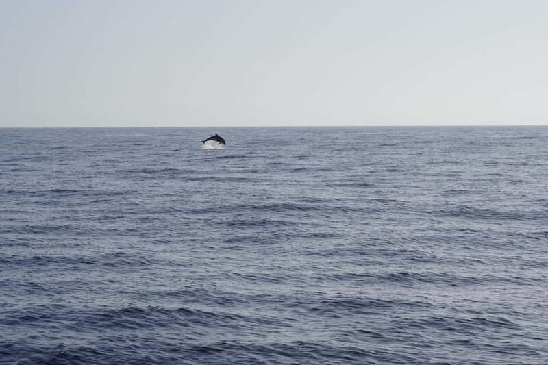 Sunset Dolphin Watching Tour on Hybrid Boat in Small Group - Good To Know