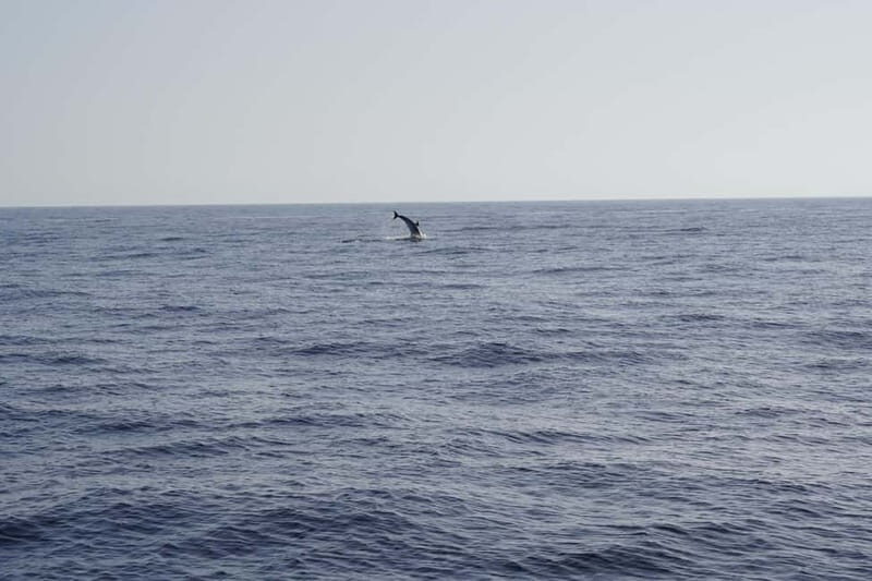 Sunset Dolphin Watching Tour on Hybrid Boat in Small Group - What Makes This Tour Special