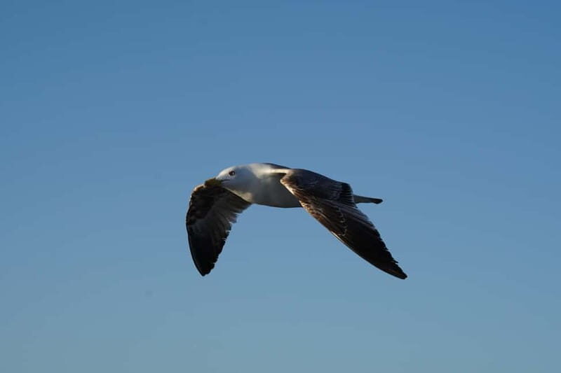 Sunset Dolphin Watching Tour on Hybrid Boat in Small Group - The Itinerary and What to Expect