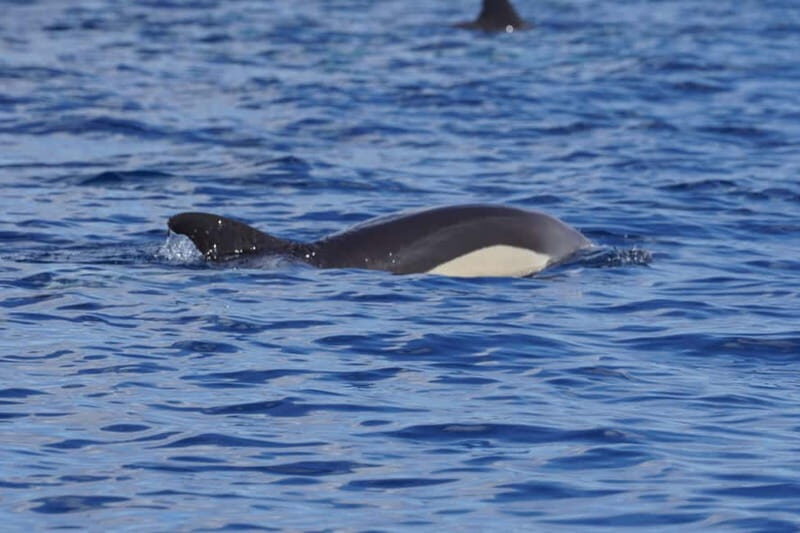 Sunset Dolphin Watching Tour on Hybrid Boat in Small Group - Practical Details & Considerations