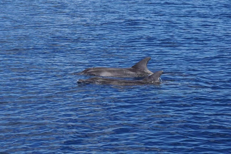 Sunset Dolphin Watching Tour on Hybrid Boat in Small Group - The Sum Up: Who This Tour Is Perfect For