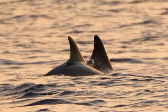 Sunset & Dolphins Private Boat Tour Around Brijuni Islands - Location Details