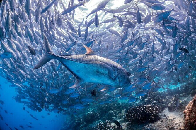 Sunset E-Foil Experience in Tanjung Aru Beach - Authentic Feedback from Participants